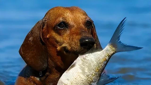 狗狗“健康食物”清单看这，想你家狗子好，赶快收藏！