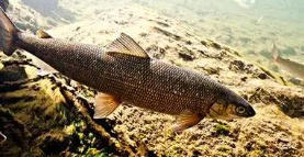 神秘而壮丽的自然奇观——贝加尔湖