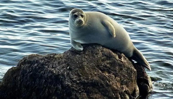 神秘而壮丽的自然奇观——贝加尔湖