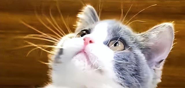 若小猫被“养得好”，会有这7种表现，很少全中的！