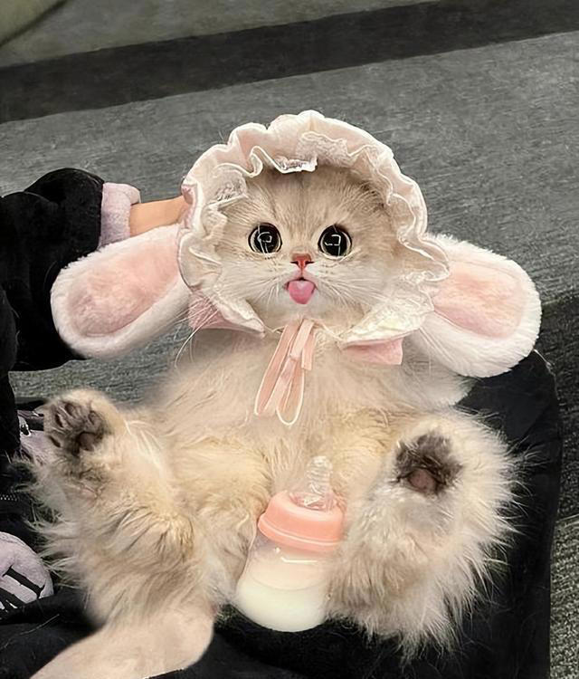 若小猫被“养得好”，会有这7种表现，很少全中的！