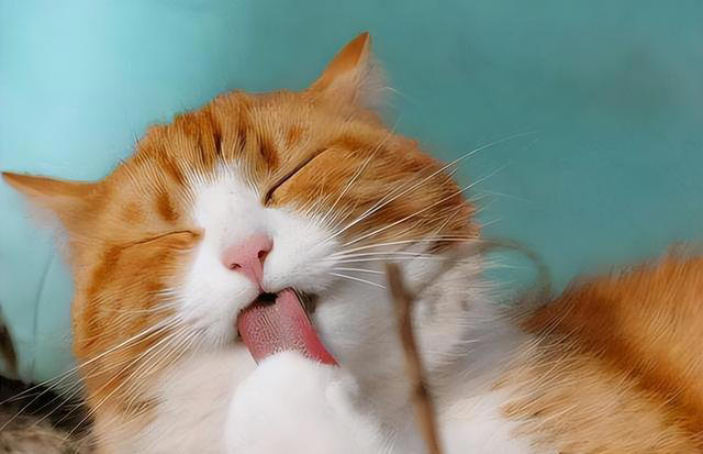 若小猫被“养得好”，会有这7种表现，很少全中的！