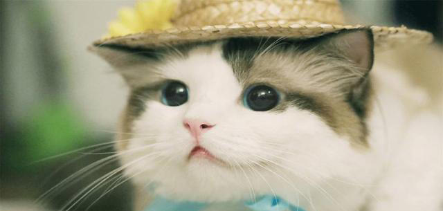 若小猫被“养得好”，会有这7种表现，很少全中的！