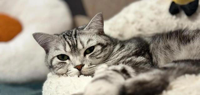 若小猫被“养得好”，会有这7种表现，很少全中的！