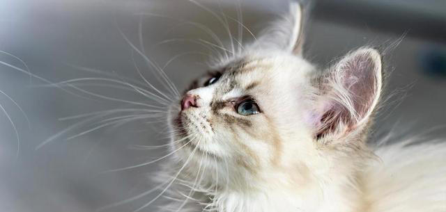 若小猫被“养得好”，会有这7种表现，很少全中的！