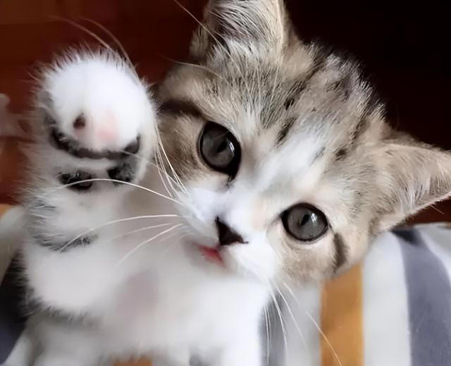 若小猫被“养得好”，会有这7种表现，很少全中的！