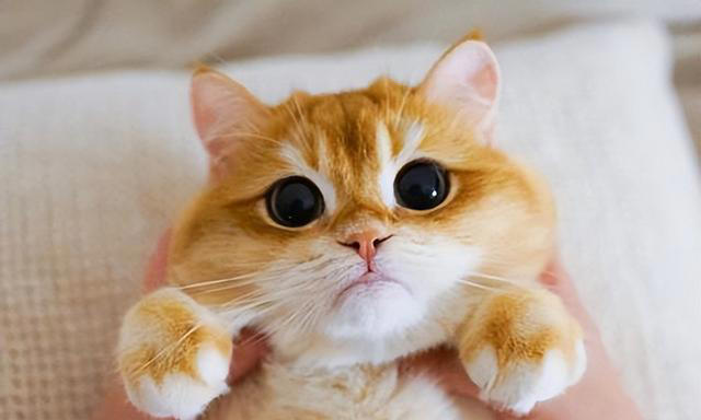 若小猫被“养得好”，会有这7种表现，很少全中的！