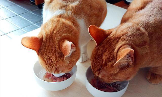 若小猫被“养得好”，会有这7种表现，很少全中的！