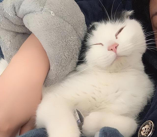 你的猫是否“信任”你？从这6点表现就可以看出来