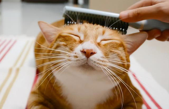 你的猫是否“信任”你？从这6点表现就可以看出来