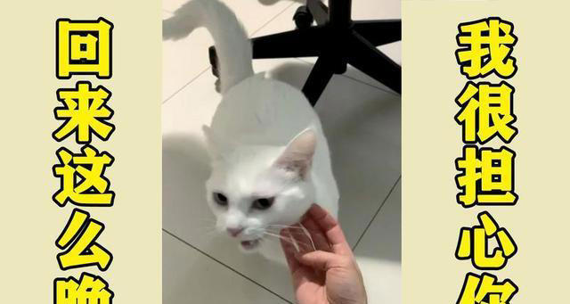 你的猫是否“信任”你？从这6点表现就可以看出来