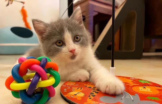 你的猫是否“信任”你？从这6点表现就可以看出来