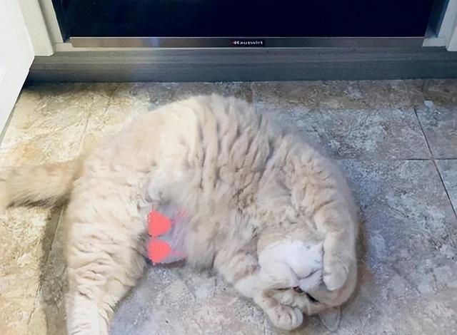 你的猫是否“信任”你？从这6点表现就可以看出来