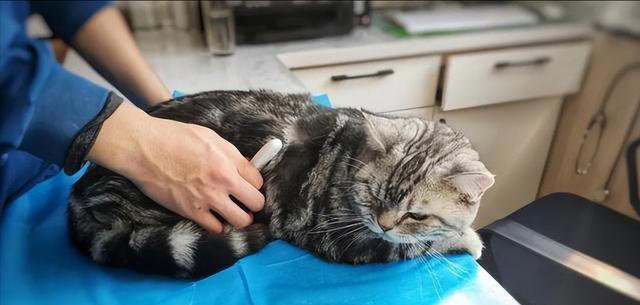 你的猫是否“信任”你？从这6点表现就可以看出来