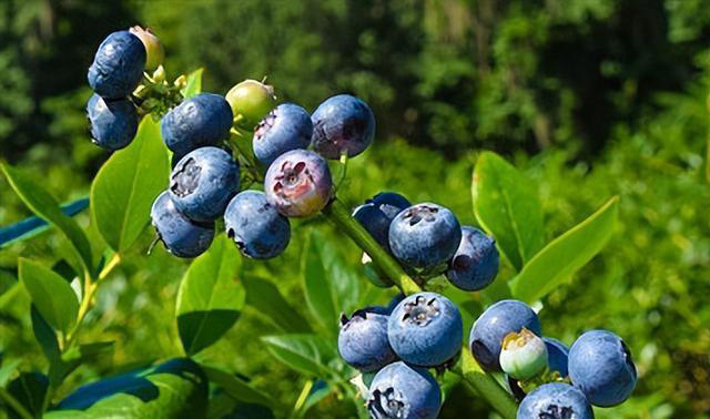 “花青素之王”不是蓝莓，而是它！要想皮肤好，多吃这7种食物