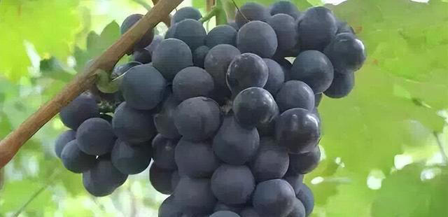 “花青素之王”不是蓝莓，而是它！要想皮肤好，多吃这7种食物