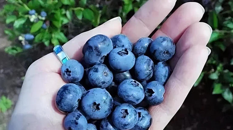蓝莓被称为“超级水果”，但奉劝这4类人，不要随随便便吃蓝莓