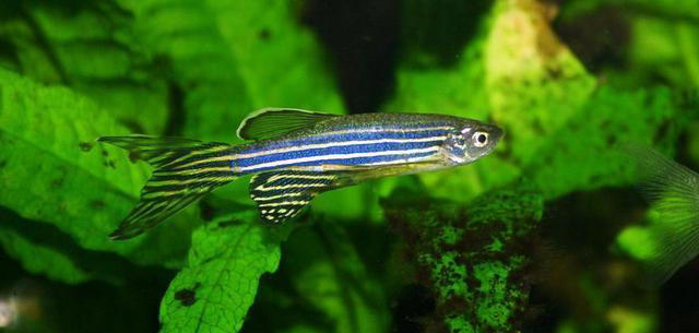 五种便宜又好养的观赏鱼，主打一个经济又实惠