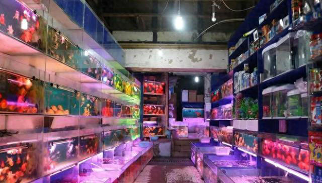 五种便宜又好养的观赏鱼，主打一个经济又实惠