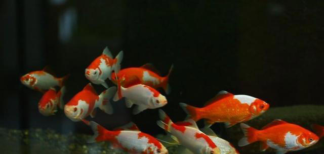 五种便宜又好养的观赏鱼，主打一个经济又实惠