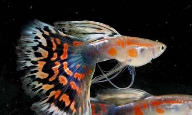 五种便宜又好养的观赏鱼，主打一个经济又实惠