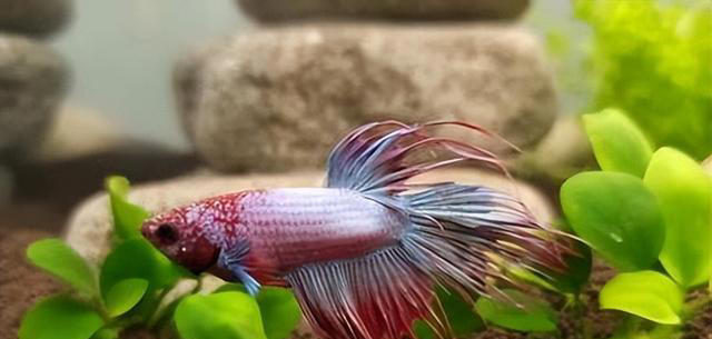 五种便宜又好养的观赏鱼，主打一个经济又实惠