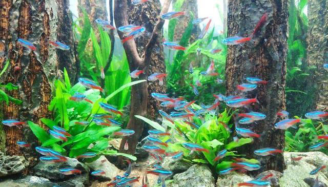 五种便宜又好养的观赏鱼，主打一个经济又实惠