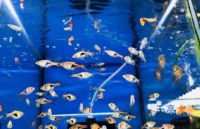 五种便宜又好养的观赏鱼，主打一个经济又实惠