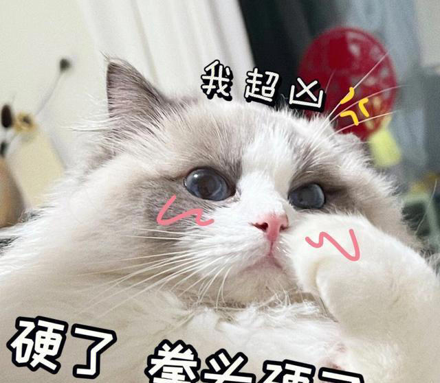 布偶猫为什么会“跌落神坛”，渐渐少人养了，内行人道出原因