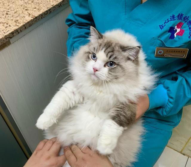 布偶猫为什么会“跌落神坛”，渐渐少人养了，内行人道出原因