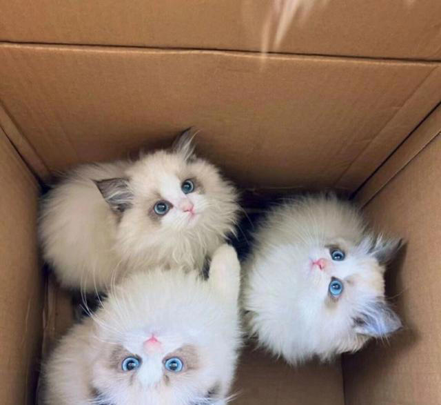 布偶猫为什么会“跌落神坛”，渐渐少人养了，内行人道出原因