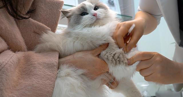 布偶猫为什么会“跌落神坛”，渐渐少人养了，内行人道出原因