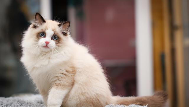 布偶猫为什么会“跌落神坛”，渐渐少人养了，内行人道出原因