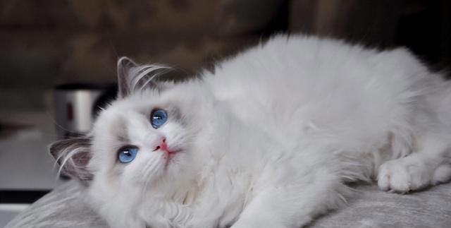 布偶猫为什么会“跌落神坛”，渐渐少人养了，内行人道出原因