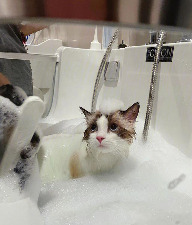 布偶猫为什么会“跌落神坛”，渐渐少人养了，内行人道出原因