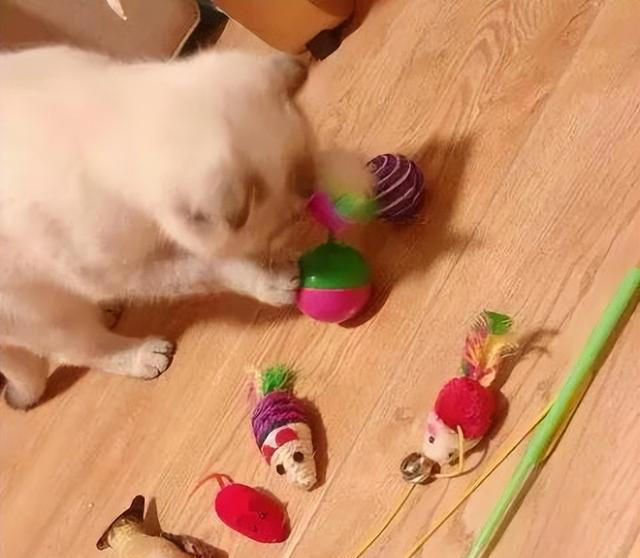 猫咪最喜欢的颜色可能是什么？会有最讨厌的颜色吗？