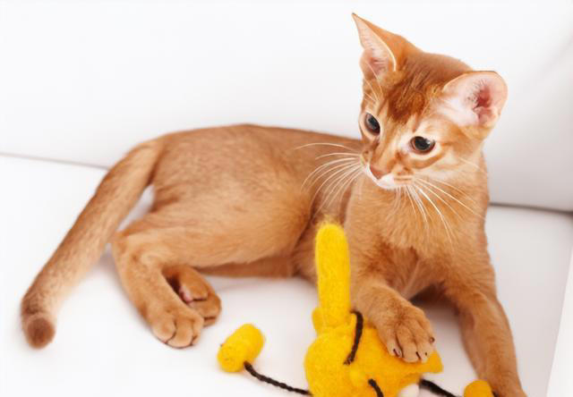 猫咪最喜欢的颜色可能是什么？会有最讨厌的颜色吗？