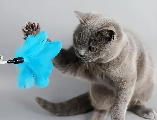 猫咪最喜欢的颜色可能是什么？会有最讨厌的颜色吗？