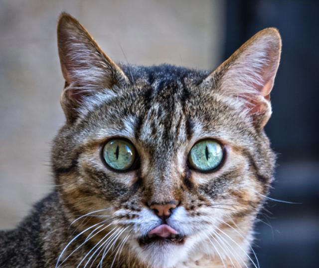 猫咪最喜欢的颜色可能是什么？会有最讨厌的颜色吗？