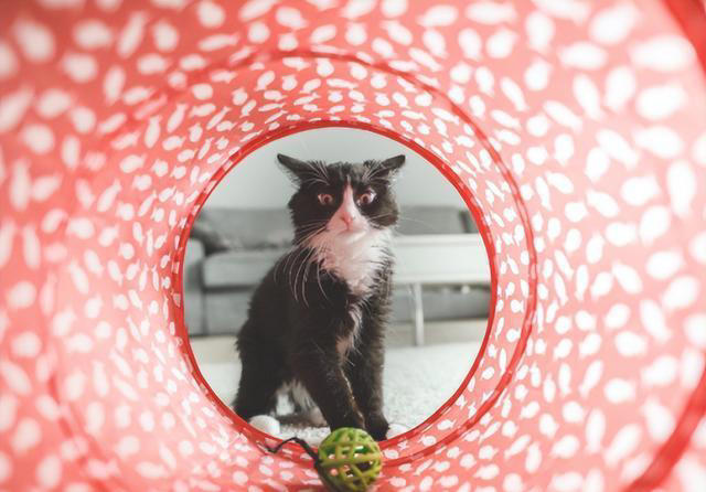 猫咪最喜欢的颜色可能是什么？会有最讨厌的颜色吗？