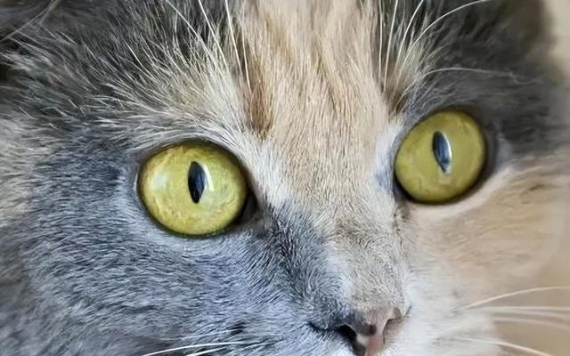 猫咪最喜欢的颜色可能是什么？会有最讨厌的颜色吗？