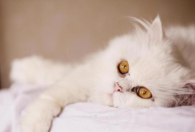 猫咪打完疫苗多久可以绝育