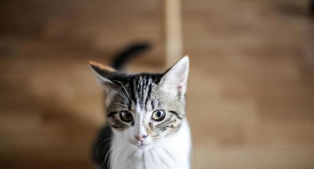 猫咪打完疫苗多久可以绝育