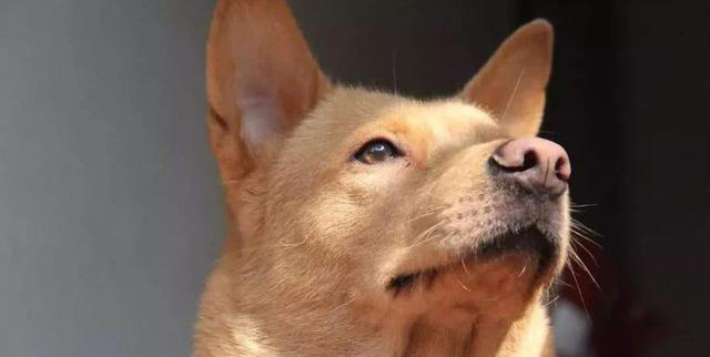 其实养狗最好养“中华田园犬”，它不比宠物狗差