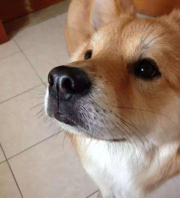 其实养狗最好养“中华田园犬”，它不比宠物狗差