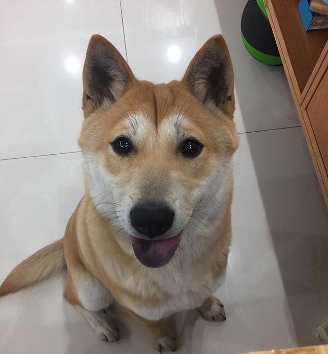 其实养狗最好养“中华田园犬”，它不比宠物狗差