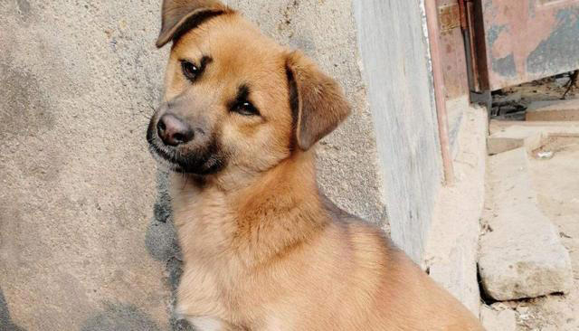 其实养狗最好养“中华田园犬”，它不比宠物狗差