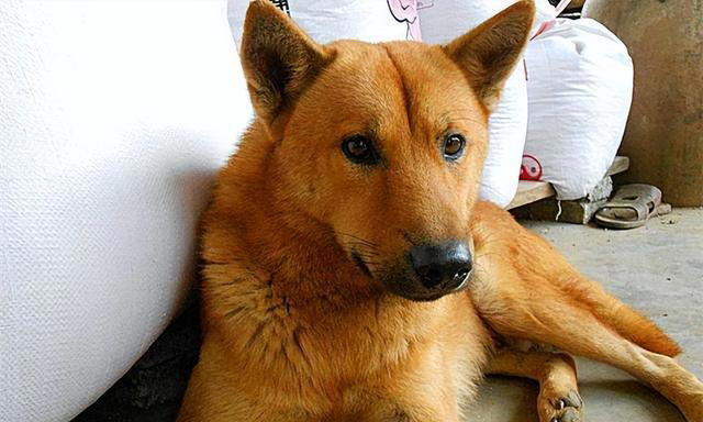 其实养狗最好养“中华田园犬”，它不比宠物狗差