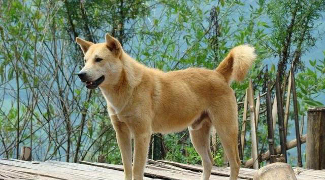 其实养狗最好养“中华田园犬”，它不比宠物狗差