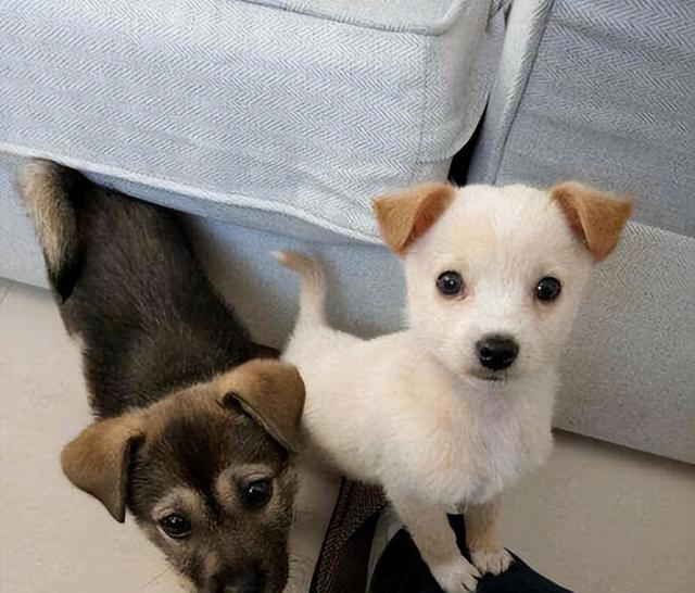 其实养狗最好养“中华田园犬”，它不比宠物狗差